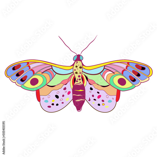 vector butterfly, illustration isolated on white background