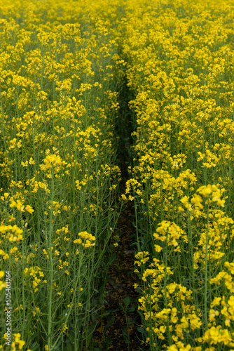 Detail of flowering rapeseed field. Rapeseed field. Agriculture, biotechnology, fuel, food industry, alternative energy, environmental conservation.