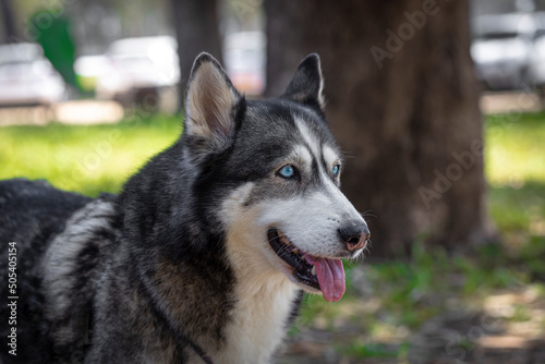 Husky. Close-up portrait of the head of a dog of the Husky breed on the background of nature. Dogs.