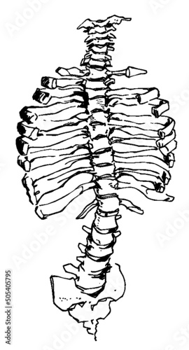 Hand drawn pen and ink study of the human ribcage and spine - vectorised in PS