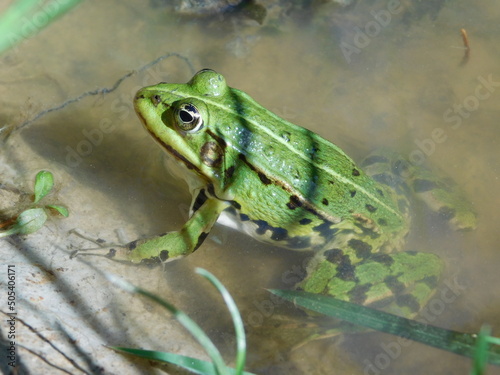 edible frog Pelophylax kl. esculentus rana European frog, also known as the common water frog green frog delicacy frog legs widespread and common frog has many common names, including European dark- photo