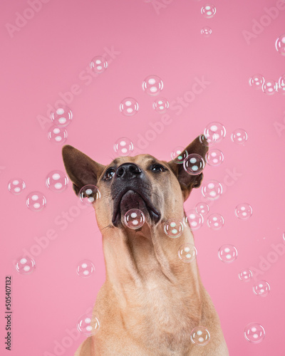 dog and bubbles