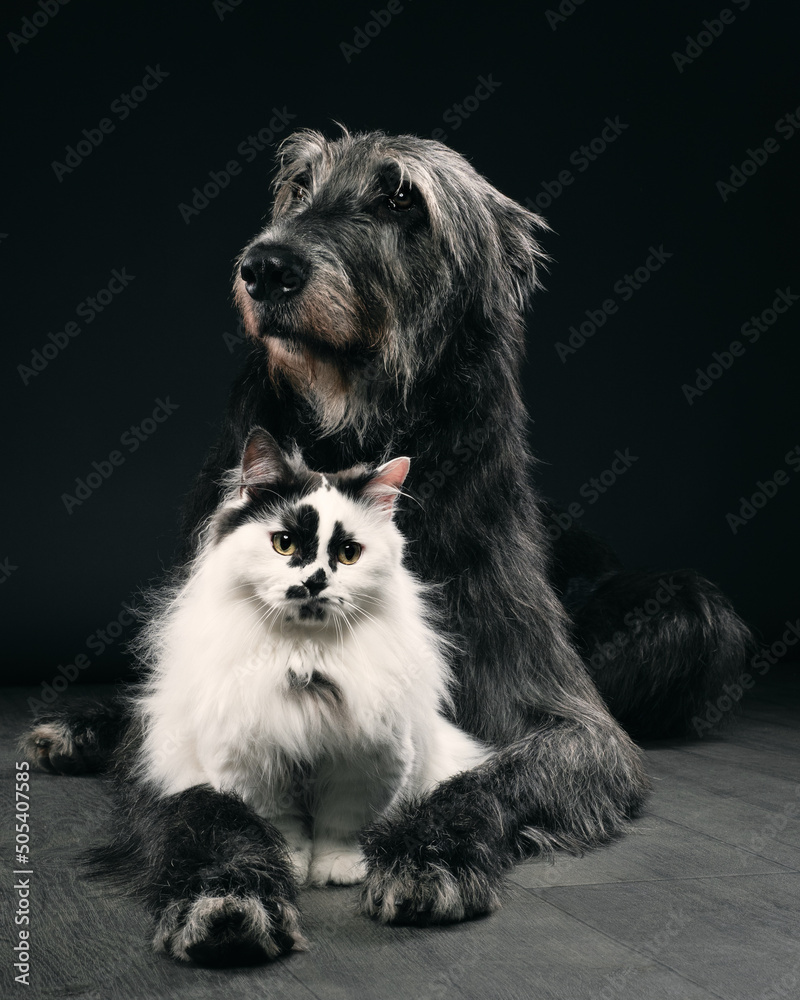 Fotografie Portrait cat and dog