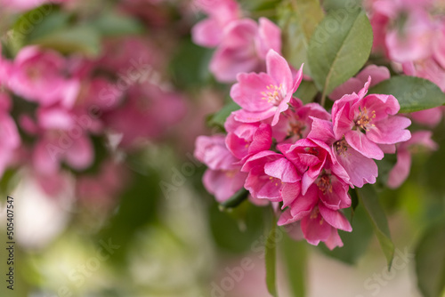 delicate pink apple flowers. Apple blossoms. Spring.