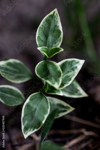 sprout with green leaves. macro