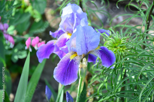 Closeup of a purple Iris flower 