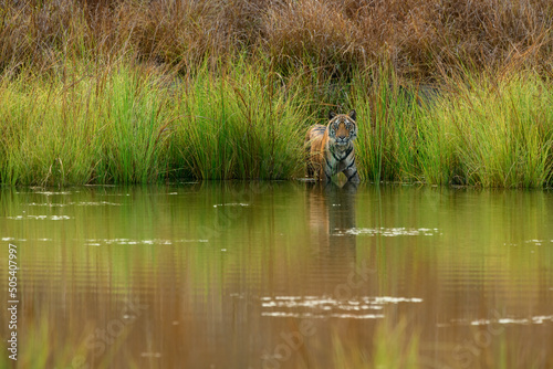 Portrait of sub-adult tiger by the edge of a grassland in a pond on a summer evening at Bandhavgarh National Park, Madhya Pradesh, India 