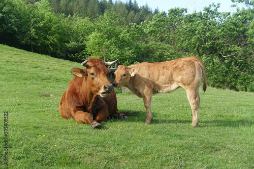 Une vache limousine allongée et son petit veau