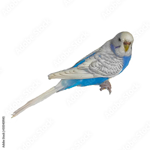 Blue budgie baby bird parakeet