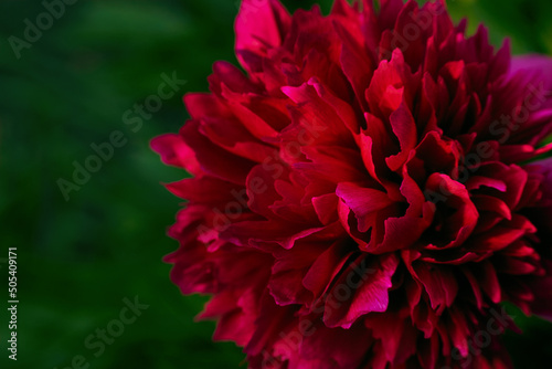 Fototapeta Naklejka Na Ścianę i Meble -  Closeup photo of red blooming peony flower  with blured background.
