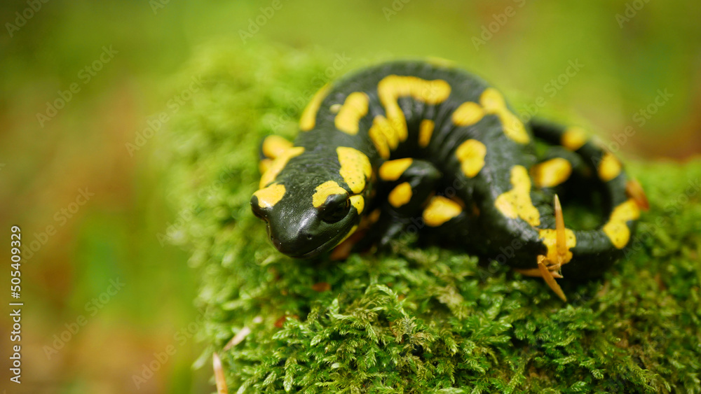 Fire Salamander Salamandra salamandra forest on moss close up detail, endangered species protected by law, indicator environment, amphibian beech mountain forest protected landscape area Bile Karpaty Fire Salamander Salamandra salamandra forest on moss close up detail, endangered species protected by law, indicator environment, amphibian beech mountain forest protected landscape area Bile Karpaty