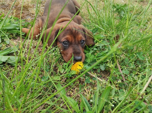 dachshund puppy in grass © rarchitekt