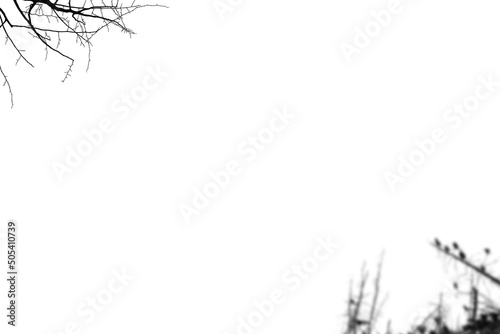 Bare branches  trees overlays  dry branches  branch Photoshop overlay  bird  png