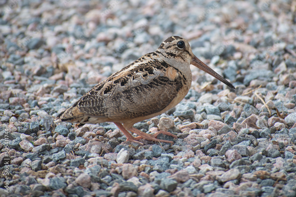 Φωτογραφία american woodcock on rocks