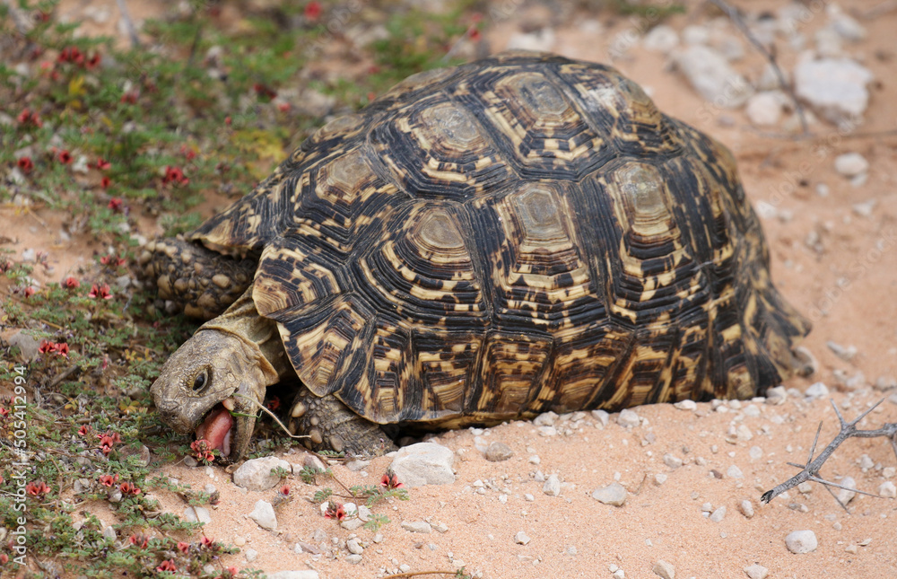 Obraz premium Leopard tortoise eating flowers in the Kgalagadi, South Africa