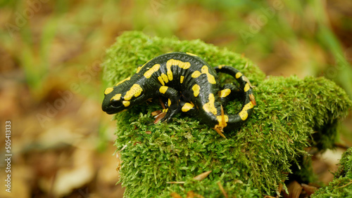 Fire Salamander Salamandra salamandra forest moss close up detail, endangered species protected by law, indicator environment, amphibian beech mountain forest protected landscape area Bile Karpaty © Tomas Vynikal