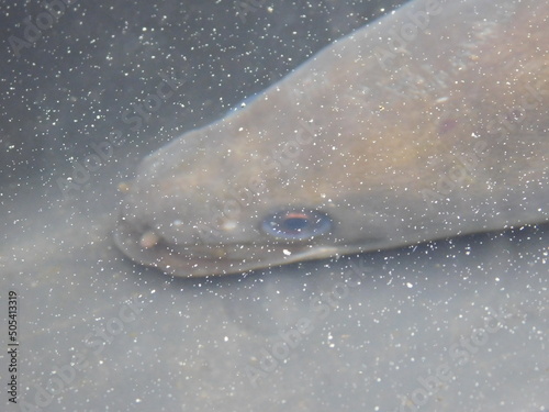 European eel anguilla anguilla nake-like, catadromous fish. They are normally around 60–80 cm and rarely reach more than 1 m, but can reach a length of up to 1.5 m in exceptional cases. Eels have been photo