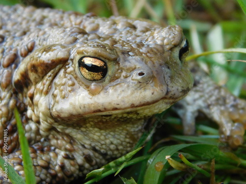 bufo bufo The common toad, European toad, or in Anglophone parts of Europe, simply the toad, is a frog found throughout most of Europe, in the western part of North Asia, and in a small portion of Nor photo