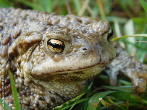 bufo bufo The common toad, European toad, or in Anglophone parts of Europe, simply the toad, is a frog found throughout most of Europe, in the western part of North Asia, and in a small portion of Nor photo