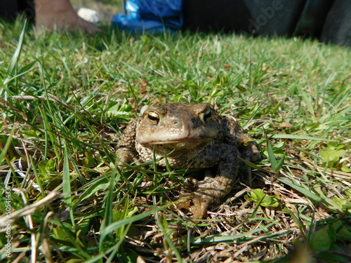 bufo bufo The common toad, European toad, or in Anglophone parts of Europe, simply the toad, is a frog found throughout most of Europe, in the western part of North Asia, and in a small portion of Nor photo