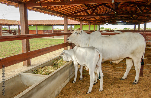 Cattle. Nelore cow and calf on farm in Campina Grande, Paraiba, Brazil on October 2, 2004. photo