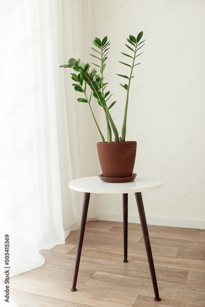 Zamioculcas stands in a pot on a white table in a bright room near the window