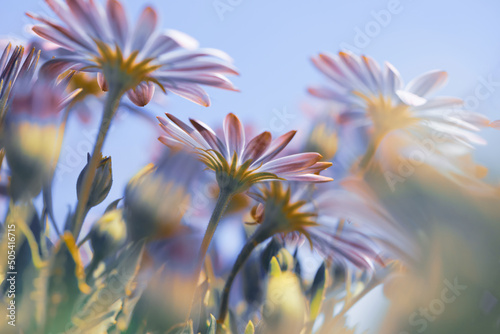 Fototapeta Naklejka Na Ścianę i Meble -  Beautiful Daisy Flowers