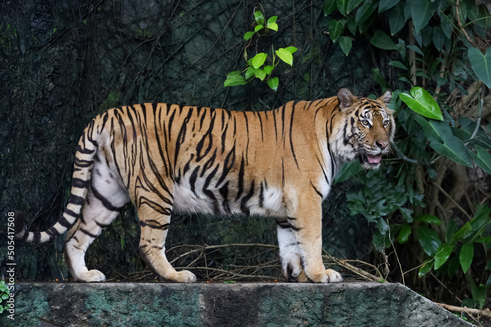 Close up bengal tiger is beautiful animal and dangerous in forest