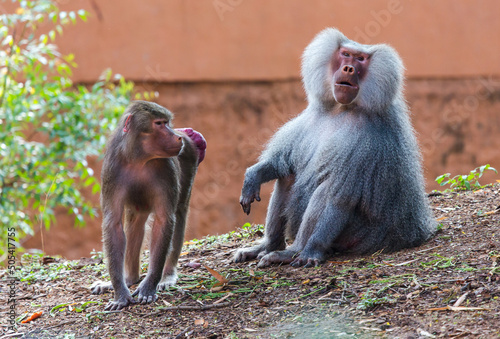 Adult male Hamadryas baboon (Papio hamadryas) and its female partner having red swollen bottoms in order to indicate that they are ready to mate and are ovulating photo