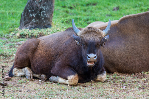 Indian Bison (Indian Guar). Strong and massively built animal with a high convex ridge on the forehead between the horn