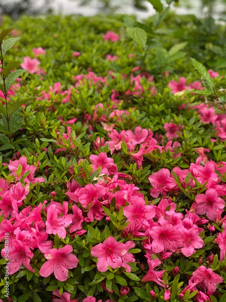 Pink azaleas blossoming in the park of Ueno, downtown Tokyo Japan, year 2022, surrounded by the lotus pond in growing. Pink azaleas blossoming in the park of Ueno, downtown Tokyo Japan, year 2022, surrounded by the lotus pond in growing.