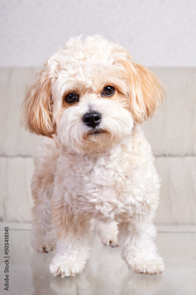 Portrait of a beige Maltipoo puppy stands on a glass table in the room Portrait of a beige Maltipoo puppy stands on a glass table in the room