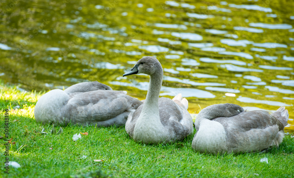 Obraz premium geese on the lake
