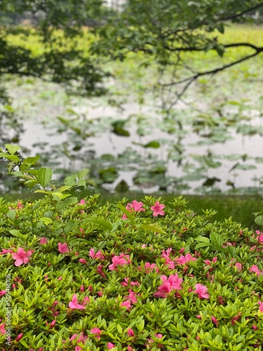 Pink azaleas blossoming in the park of Ueno  downtown Tokyo Japan  year 2022  surrounded by the lotus pond in growing.