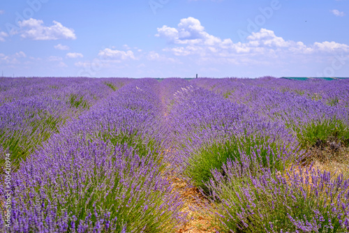 Lavender field in bloom in the province of Guadalajara  Spain 