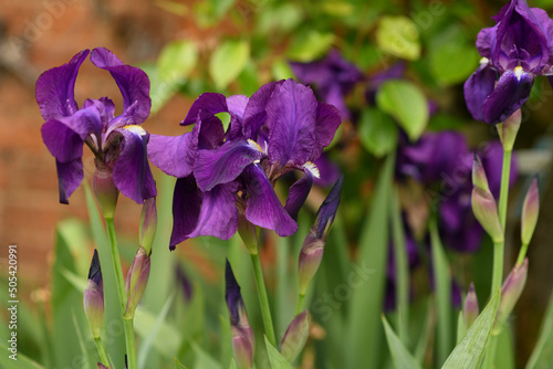 Violet flowers of iris on a green background