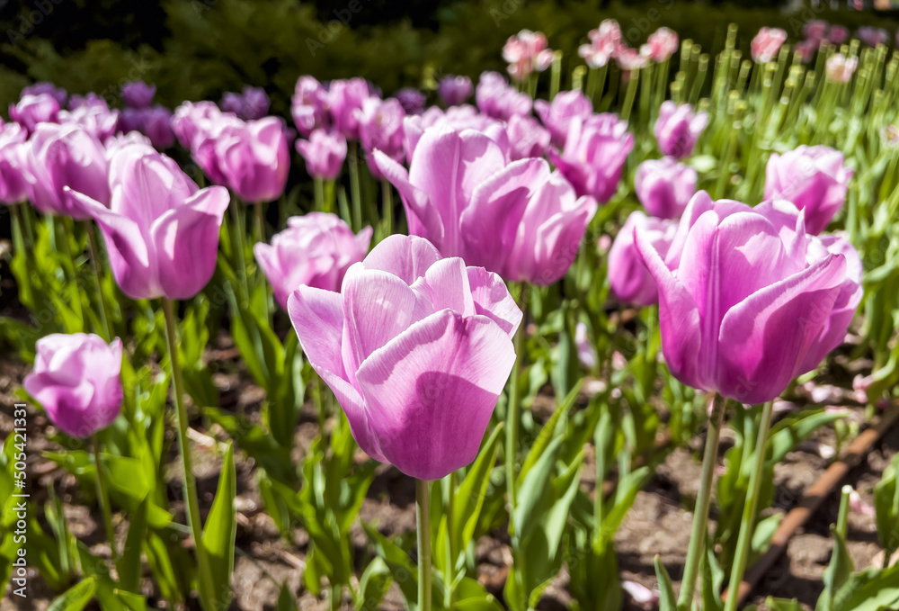Beautiful Purple Tulips Field in a Spring Blooming Garden Beautiful Purple Tulips Field in a Spring Blooming Garden