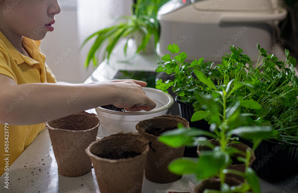 The hands of a gardener child boy is engaged in transplanting seedlings with color at home in the kitchen. The hands of a gardener child boy is engaged in transplanting seedlings with color at home in the kitchen.