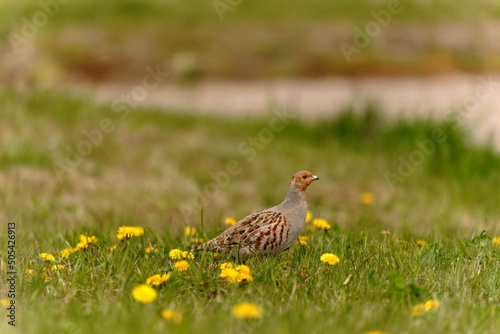 The grey partridge (Perdix perdix), also known as the grey-legged partridge, English partridge, Hungarian partridge, or hun, is a gamebird in the pheasant family Phasianidae of the order Galliformes
