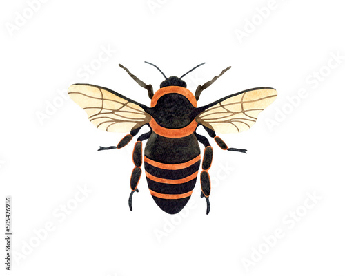 Watercolor honey bee top view illustration. Isolated on white background. Watercolour insect.