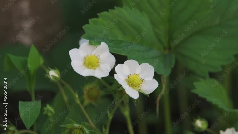 White flowers of wild strawberries in bloom in the open air White flowers of wild strawberries in bloom in the open air