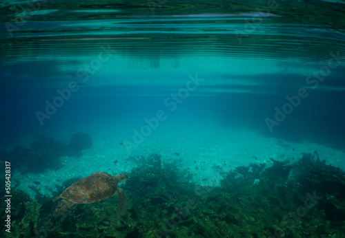 sea turtle   snorkeling on an island in the caribbean sea  Venezuela