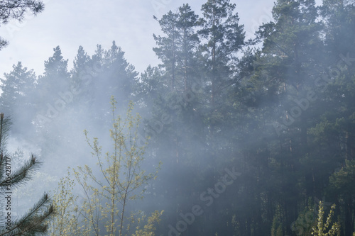 Smoke from the burning forest. Heavy smoke from a wildfire. Smog against the background of trees from the fire. Air pollution. Danger. Selective focus © Иван Решетников