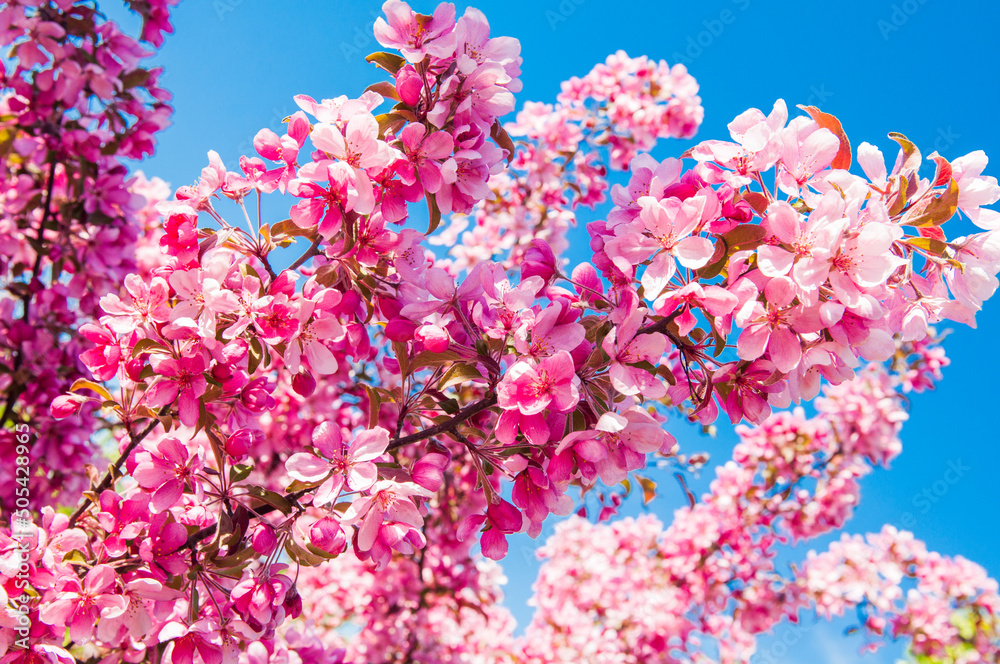 Apple tree in bloom. Pink floral background Apple tree in bloom. Pink floral background