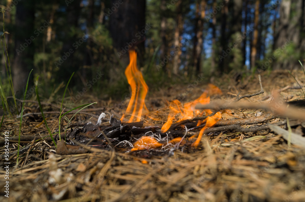 Fire in the forest. Flames from burning needles, dry grass and twigs. The threat of a forest fire in a dry hot period. Selective focus Fire in the forest. Flames from burning needles, dry grass and twigs. The threat of a forest fire in a dry hot period. Selective focus