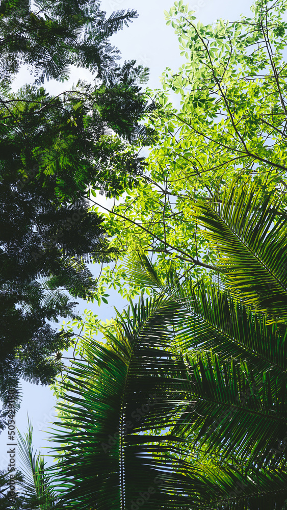 Fototapeta premium trees in the forest