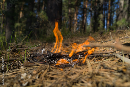 фотографія Fire in the forest