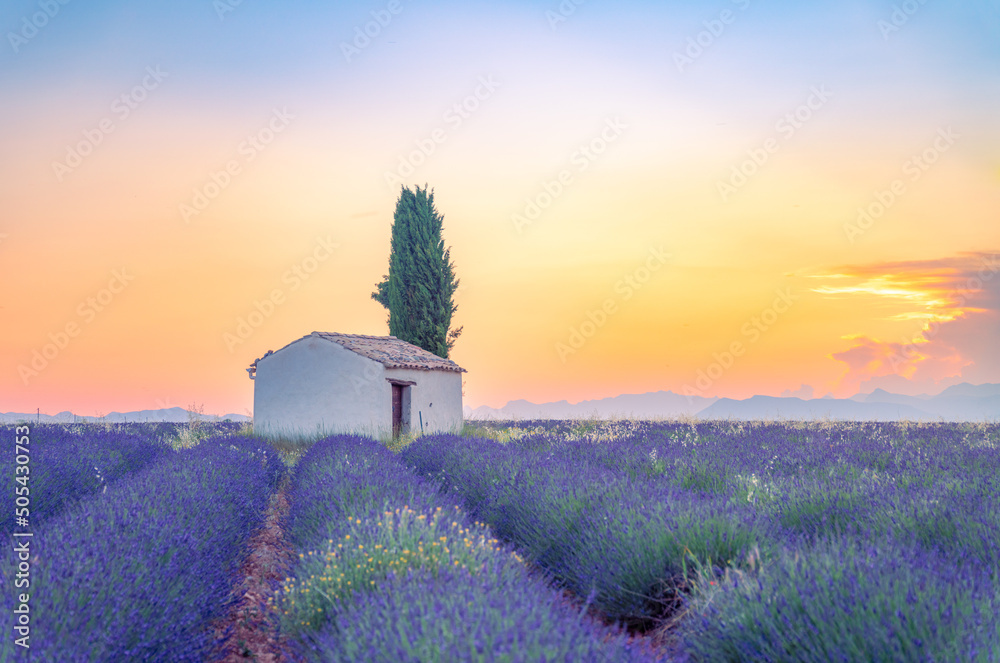 A lonely house into lavender fields near Valensole, Provence, France