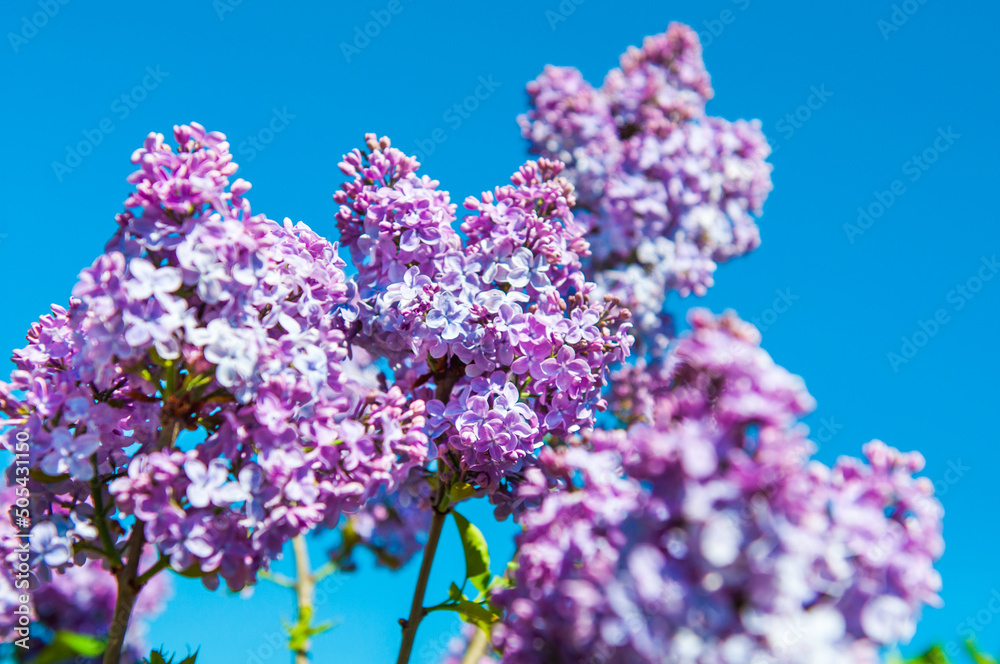 Purple lilac branch in spring against blue sky Purple lilac branch in spring against blue sky