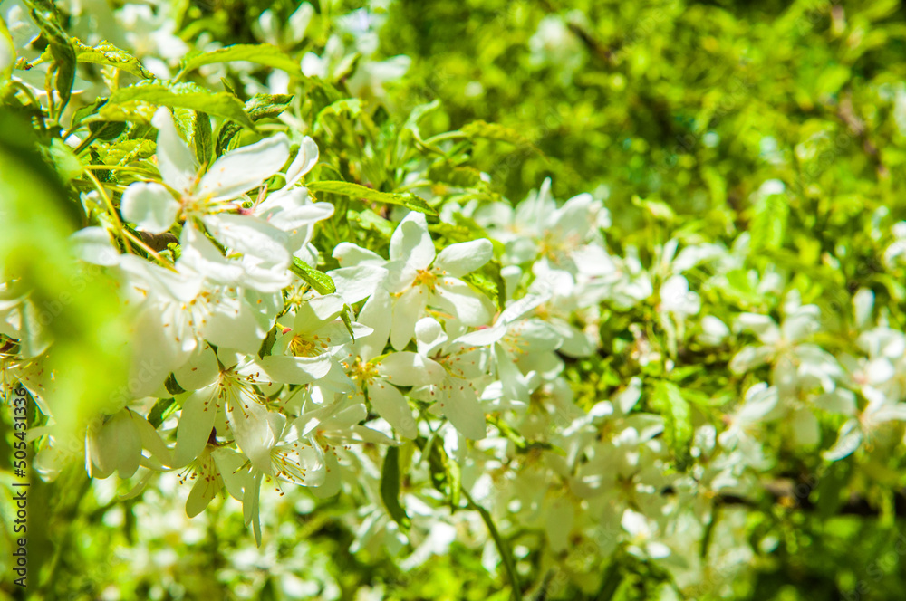 Cerry flowers blooming on a spring cherry tree.